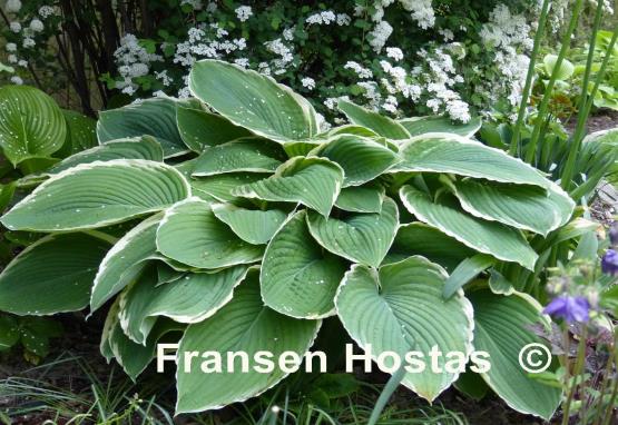 Hosta Frosted Jade